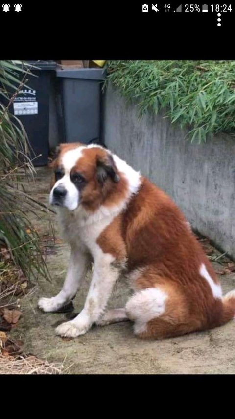 Urgence euthanasie Saint Bernard fourrière département 91 Captur10