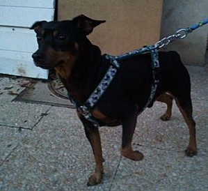 Adoption Cysco pinscher né en 2007 (91) Sysco_10