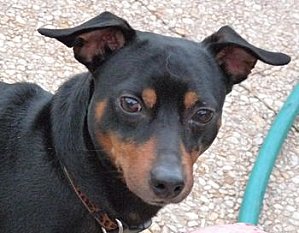 Adoption Cysco pinscher né en 2007 (91) Sysco_11