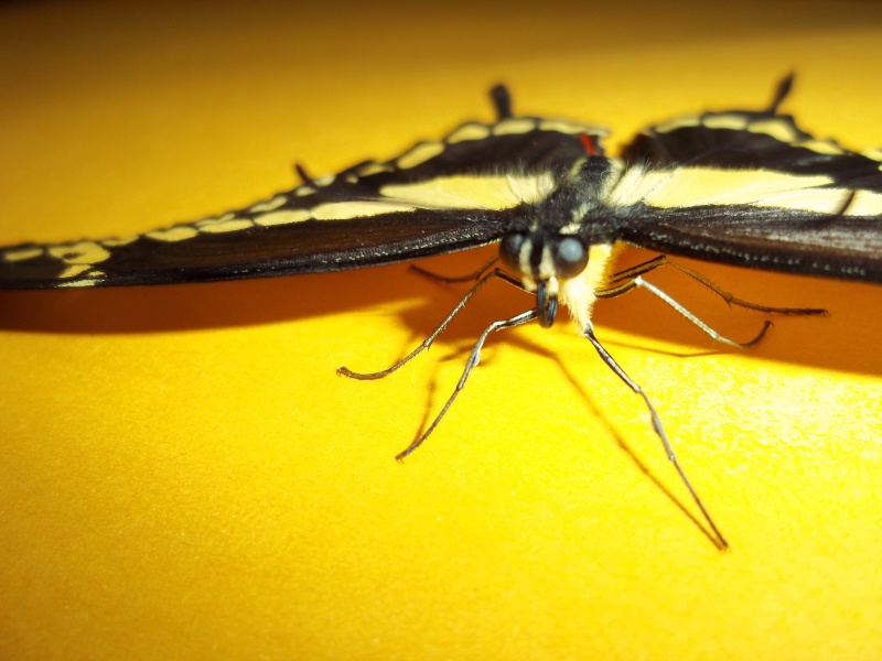 Papilio cresphontes 100_1510