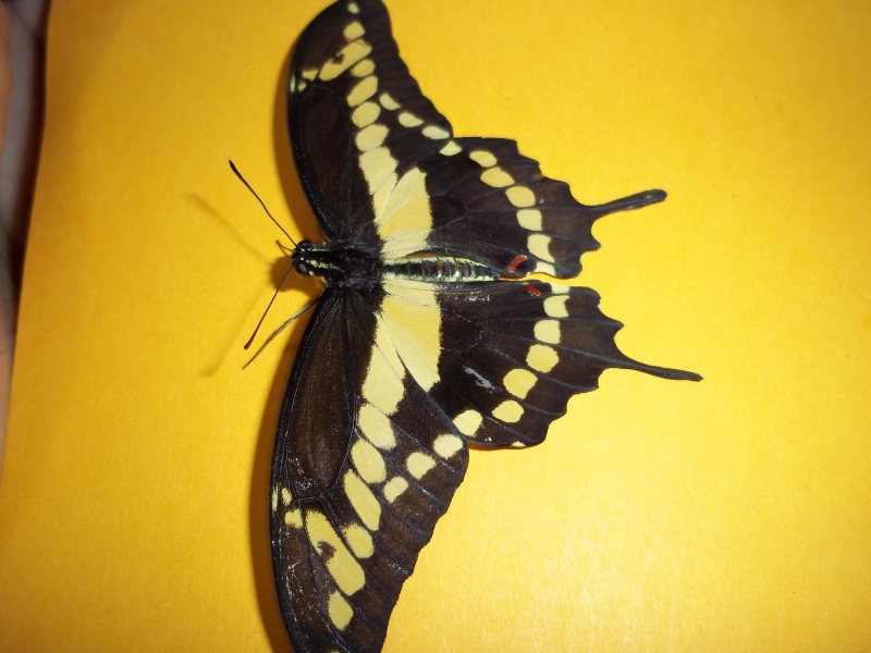 Papilio cresphontes 100_1511