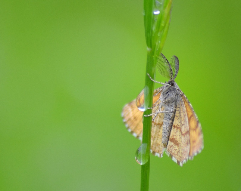 Macro d'insectes Dsc_0137