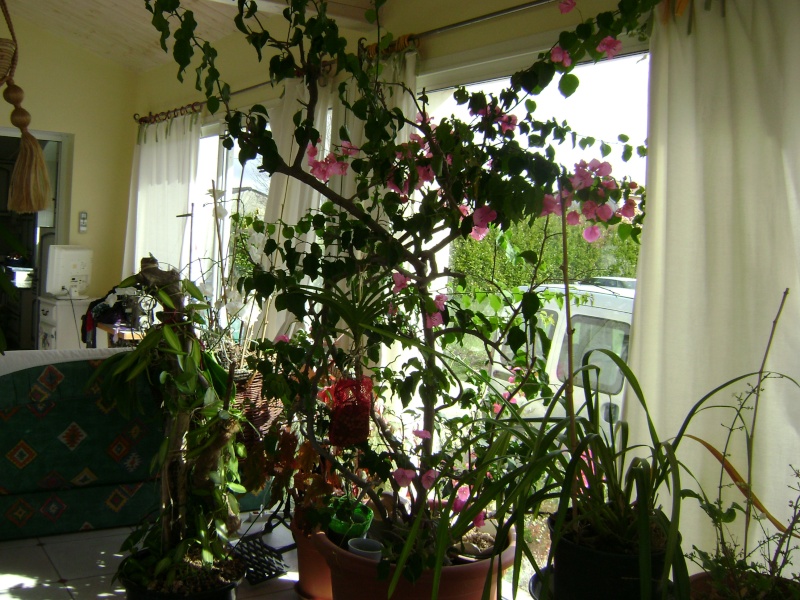 ma bougainvillé 00116