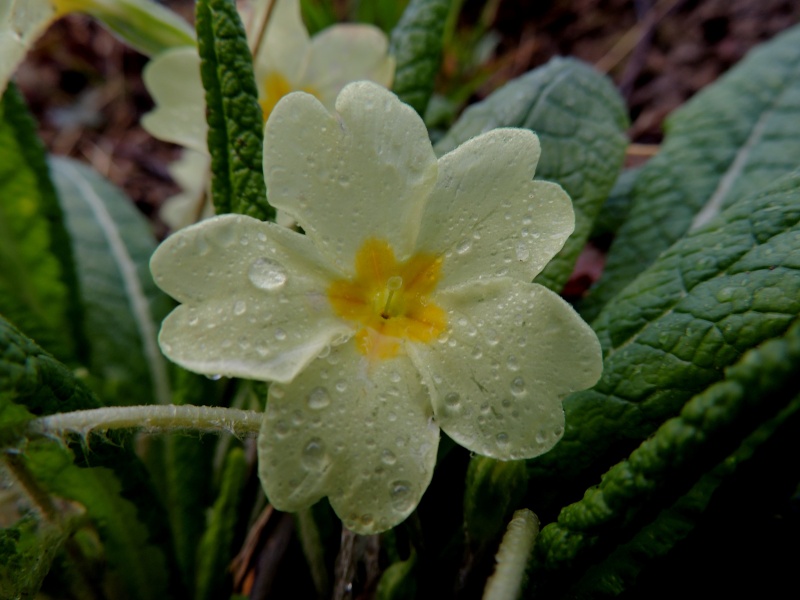 Voici les premières fleurs de 2013 Dscn2713