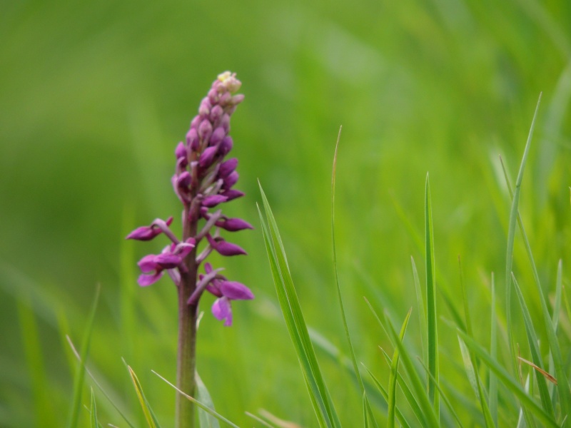 Orchidées sauvages de France de 2013 Dscn2912