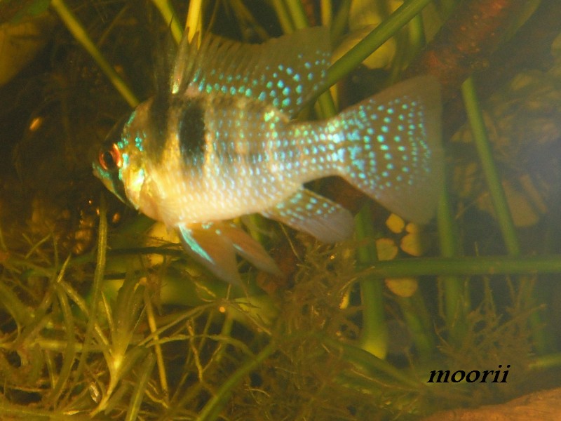 Microgeophagus ramirezi  0310