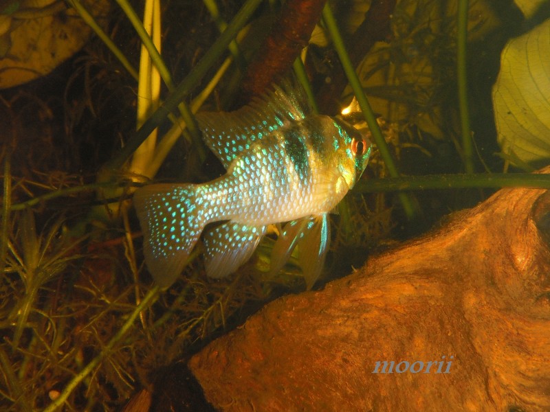 Microgeophagus ramirezi  0810