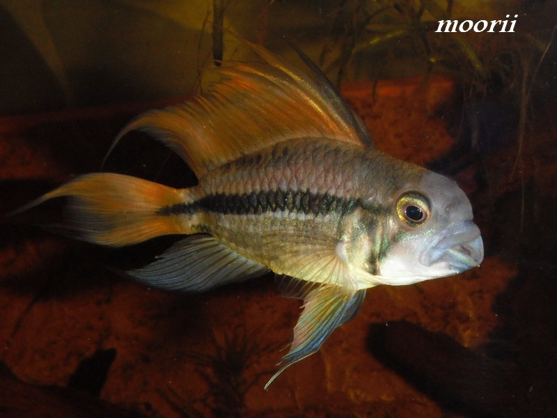 Apistogramma cacatuoides "orange" 14110