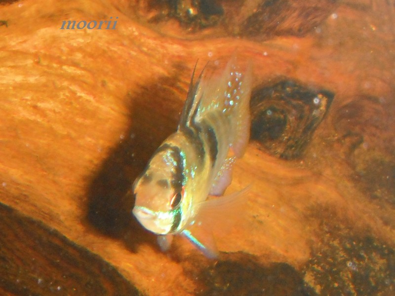 Microgeophagus ramirezi  1810