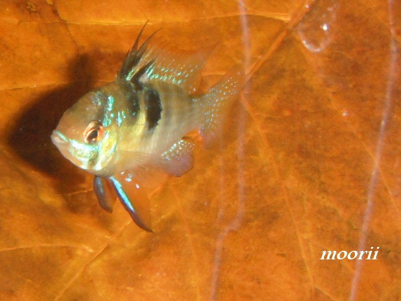 Microgeophagus ramirezi  2510