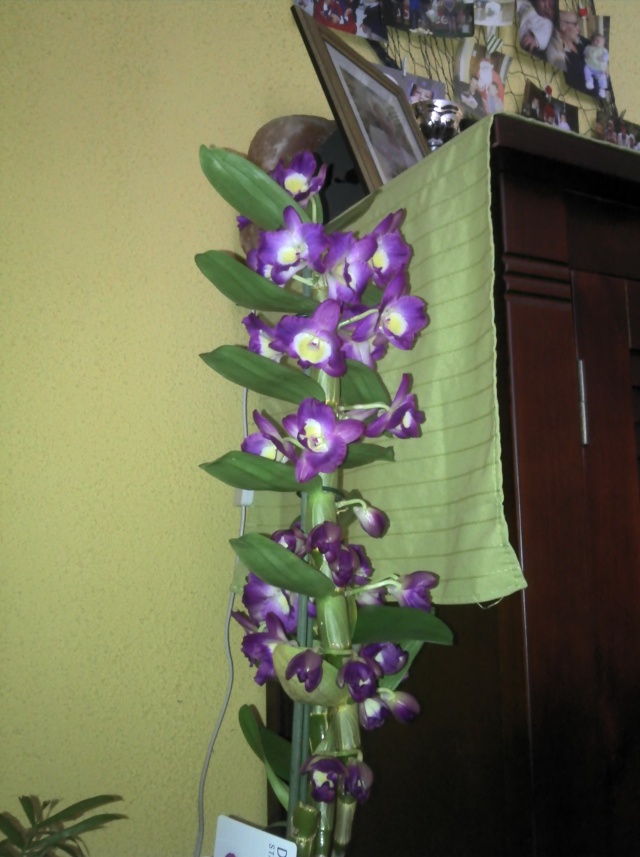Conseils pour un Dendrobium Comet King 'Akatsuki' (hybride de nobile) Orchid10