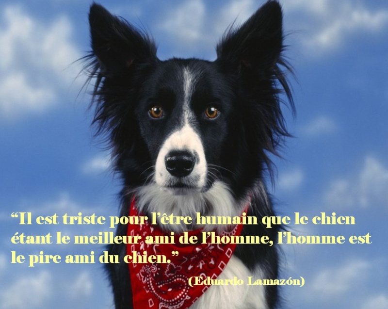 Texte l Par un chien errant l Rggfdg10