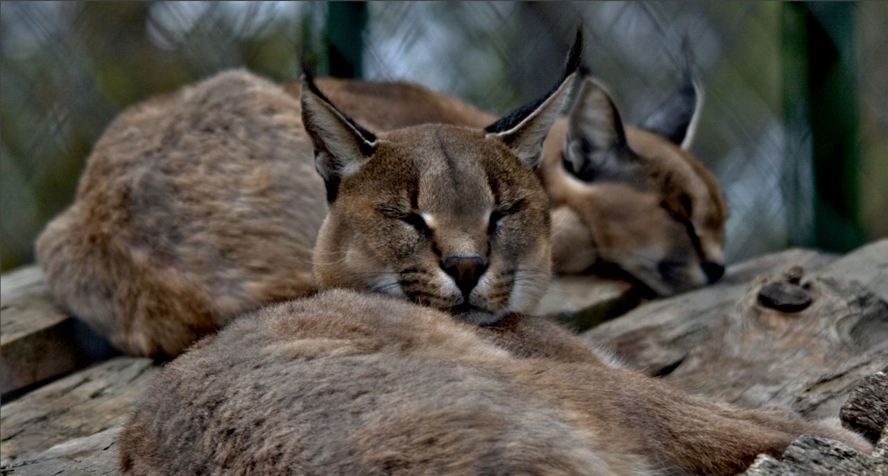 Lynx, Puma, Panther, Caracal etc    (ZOO du Mont Faron) Caraca10