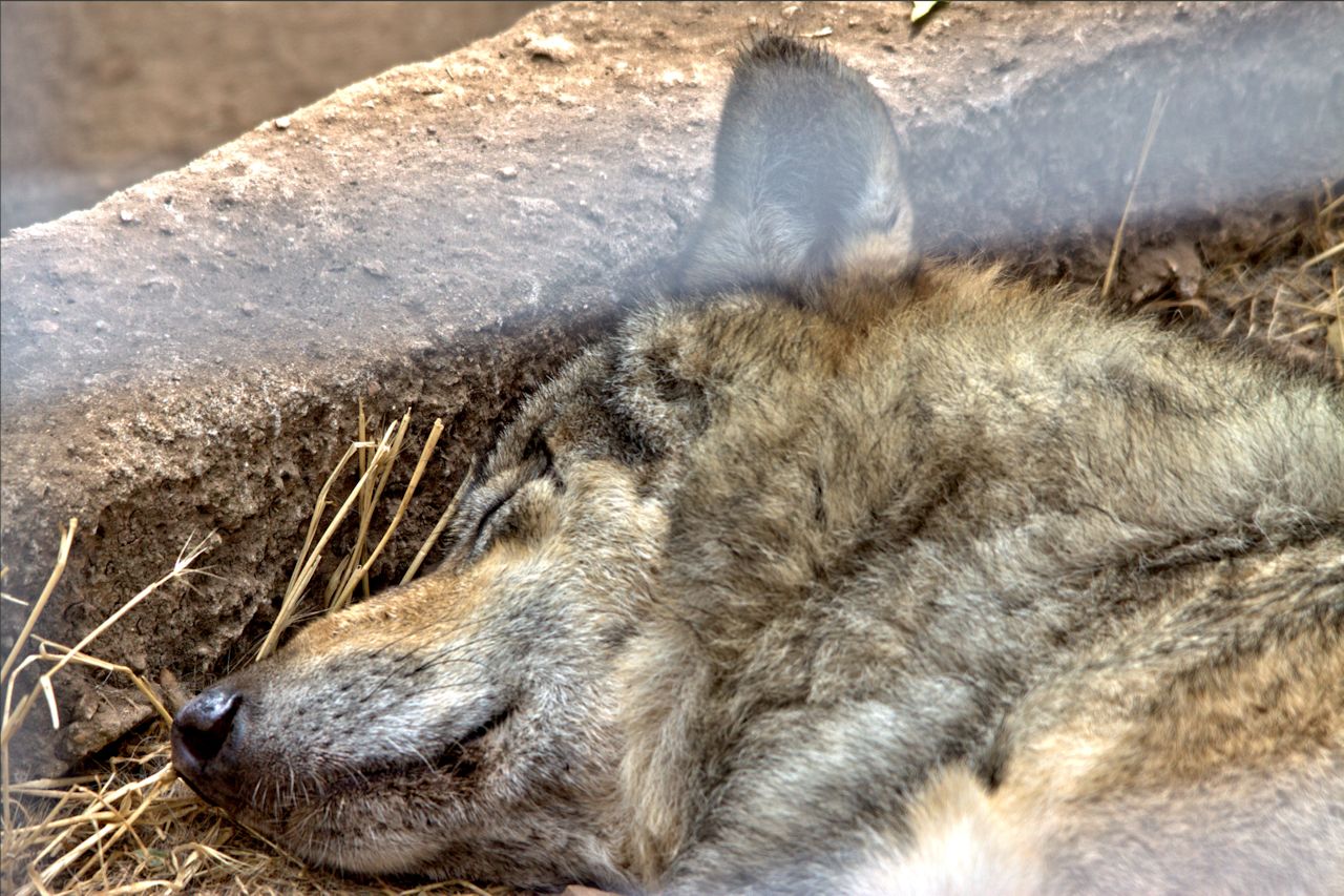 Lynx, Puma, Panther, Caracal etc    (ZOO du Mont Faron) Wolf10