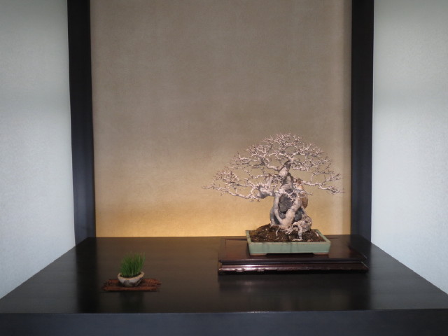 Indoor displays, at the "Omiya Bonsai Art Museum" Saitama, Tokyo Img_1938