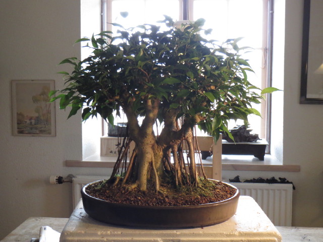 Ficus in The cold north ( Denmark) - Page 4 Img_2211