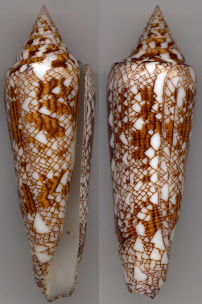 Conus (Cylinder) bengalensis   Okutani, 1968 Bengal10