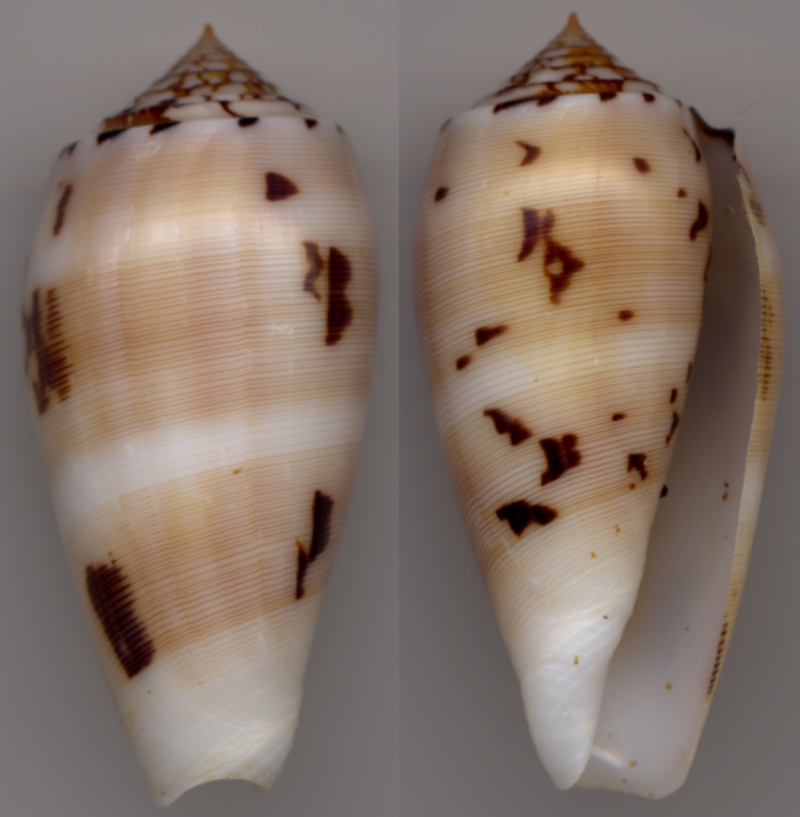 Conus (Pionoconus) striatus chusaki (da Motta 1978) voir Conus (Pio.) striatus Cane10