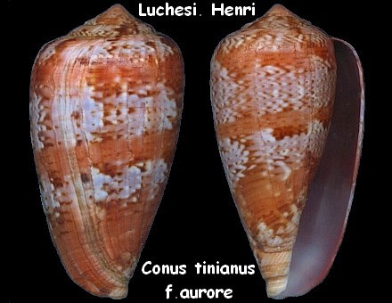 Conus (Floraconus) tinianus aurora	 Lamarck, 1810 voir Conus (Floraconus) tiniatus Conus_20