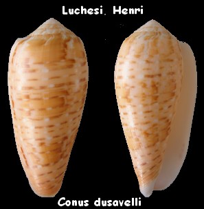 Conus (Textilia) dusaveli   Adams, H.G., 1872 Conus_24
