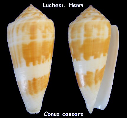 Conus (Pionoconus) consors  GB Sowerby I, 1833 Conus_26