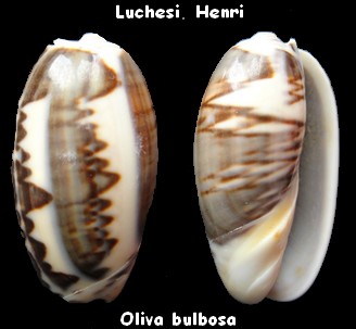 bulbosa - Carmione bulbosa f. fabagina (Lamarck, 1811) voir Carmione bulbosa (Röding, 1798) Oliva_12