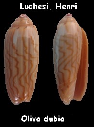 Parvoliva dubia (Schepman, 1904) - Worms = Oliva dubia Schepman, 1904 Oliva_21