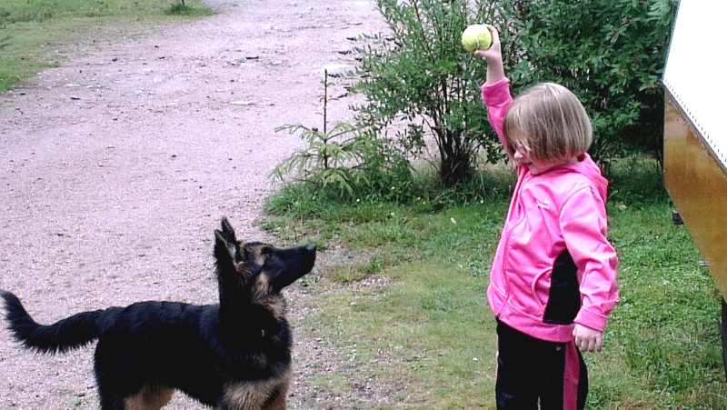 deux chiots en même temps... - Page 2 Imag2812