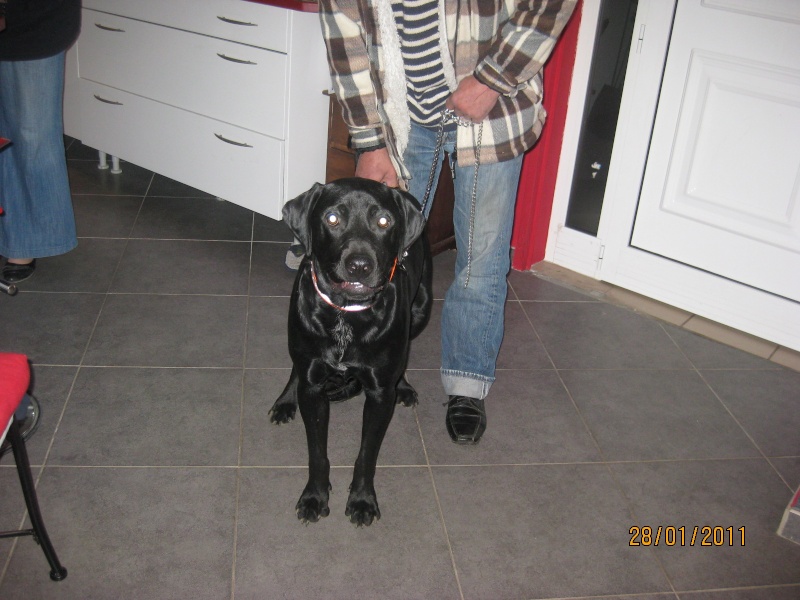 eliot crois labrador de 7 mois 77 Eliot310