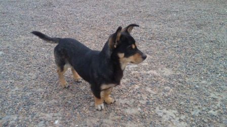 TIMMY, crois ratier, 7 mois,7kg, cherche sa famille Timmy_10