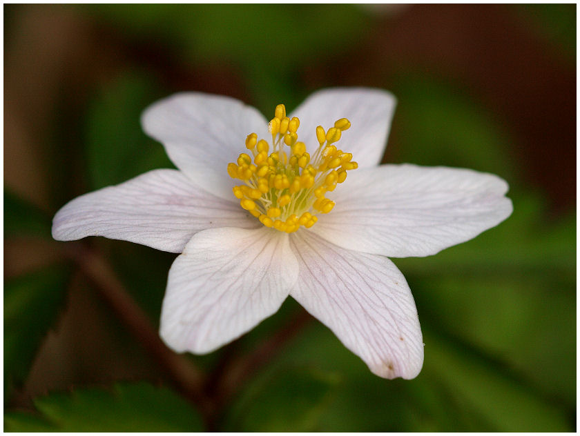 Anémone des bois Flower10