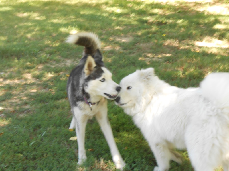 ETOILE husky (f) 4 ans hyper sociable très caline  ASSO:26  ADOPTEE Dscn2911