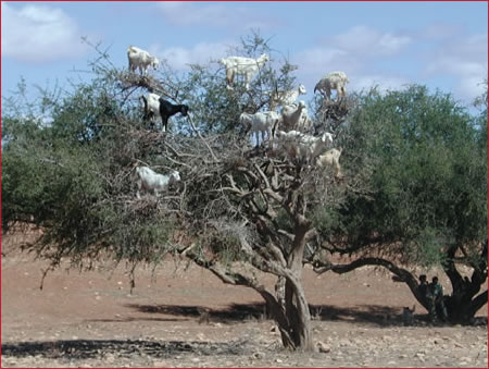 Bonjour de Corse! Chevre10