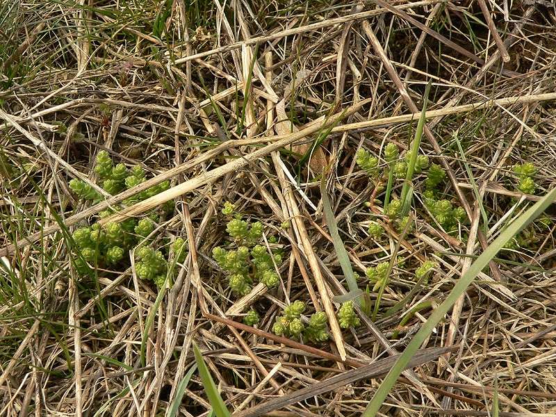 Erste Frühlingsboten im Garten und in Wald und Flur - Seite 4 Z18310