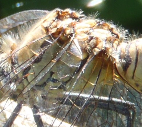 [Sympetrum sanguineum] S.vulgatum? P8030111