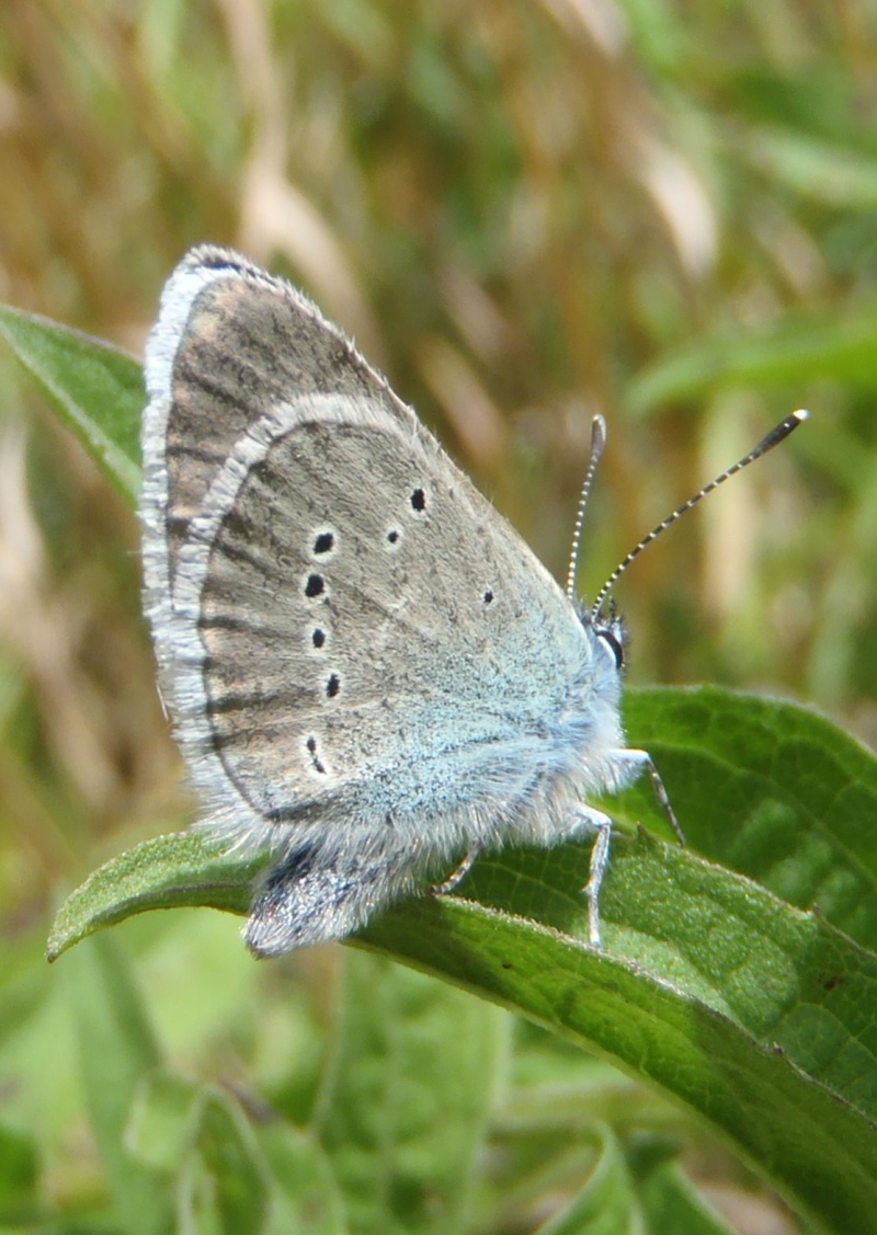 [Demi argus(Cyaniris semiargus)] Cyaniris semiargus? P8040110