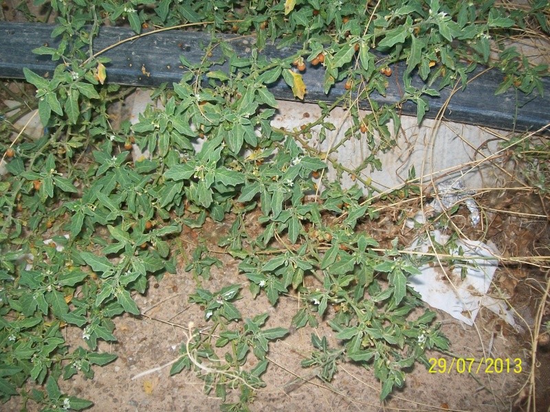 Survie à mon Boulot 100_5910