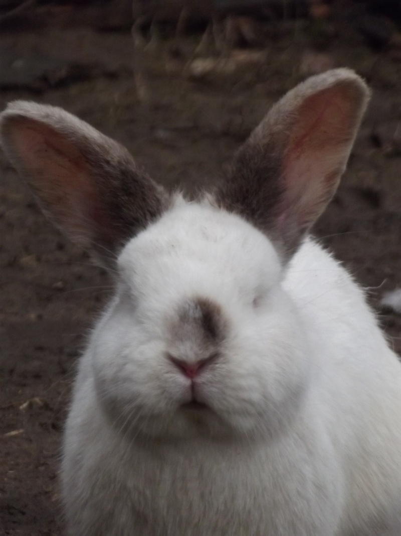 Puisque je suis lancé ,je présente mes lapins et cochons d'i 10_02_10