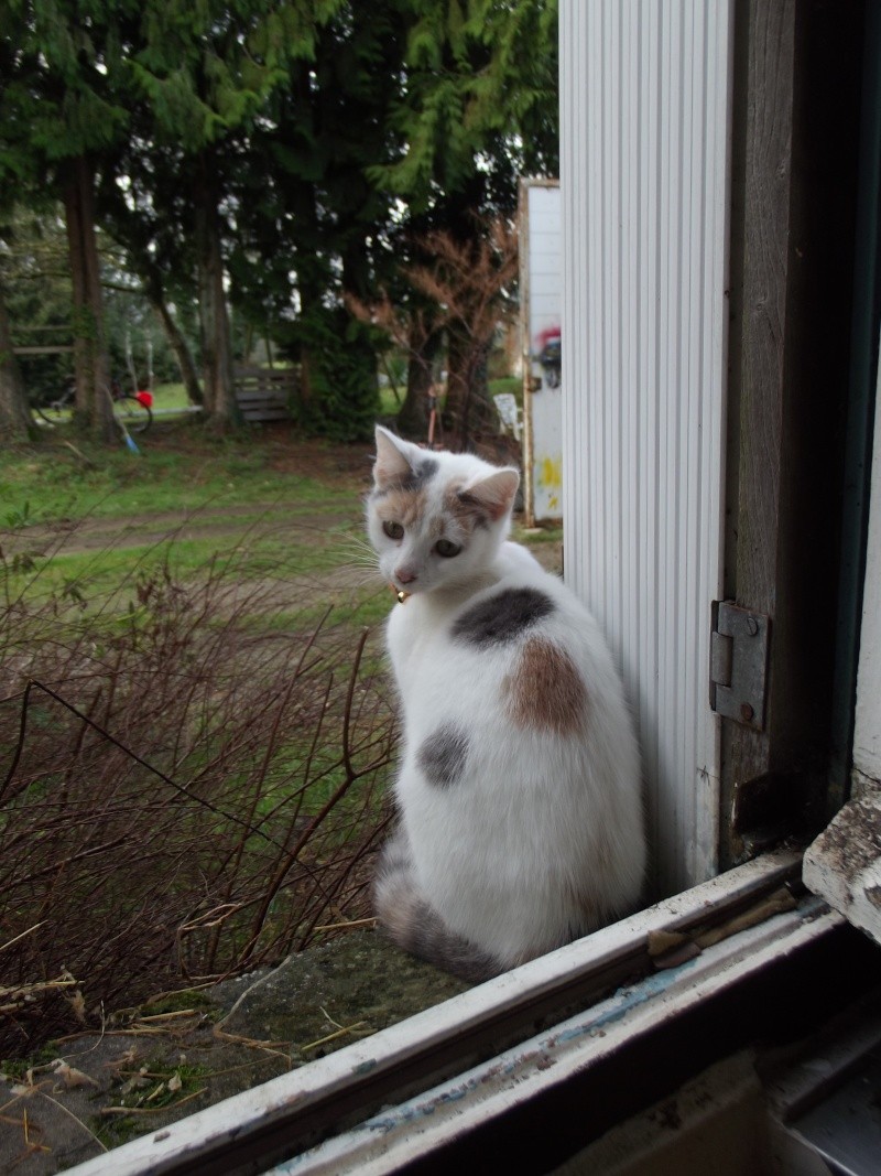 Bon puisque tout le monde présente ses chats je m'y met  30122010