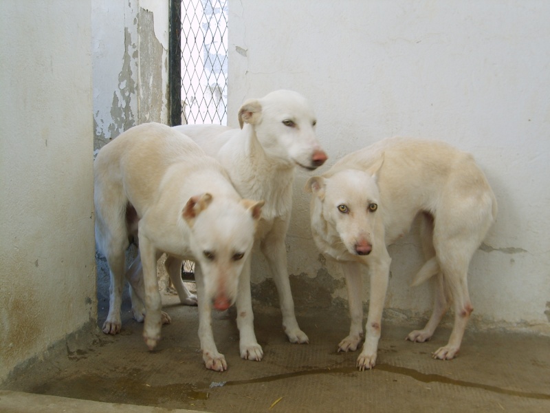 Extrême Urgence 4 chiens blanc SPA Tunisie moins d'un mois pour les sauver.... Trio_b11