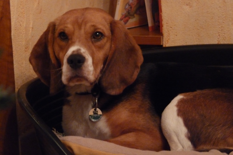 Recherche d'un covoiturage Vendée -> La Ferté-Bernard (72) pour DAISY, beagle femelle, 5 ans Daisy11