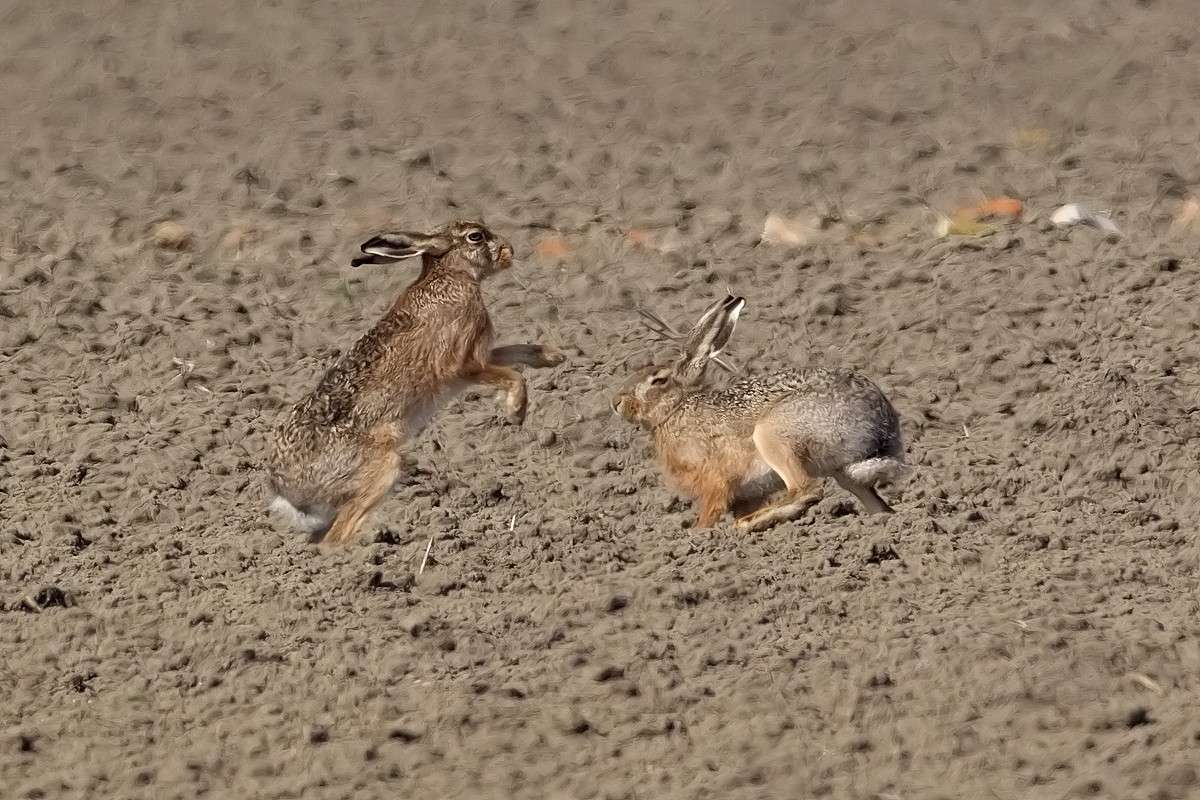 Brown hare: courtship and reproduction Ed9f1310