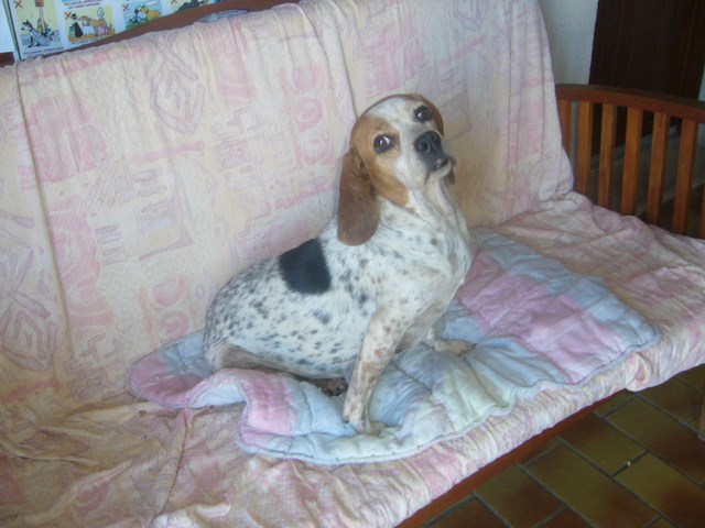 AGLAE - x epagneul/(beagle ? basset ?) mouchetée à poil court 11 ans - Refuge de l'Angoumois à Mornac (16) Aglae210