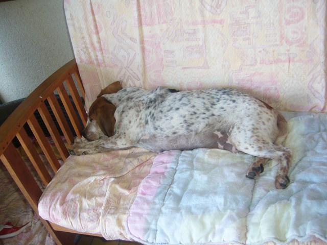 AGLAE - x epagneul/(beagle ? basset ?) mouchetée à poil court 11 ans - Refuge de l'Angoumois à Mornac (16) Aglae310