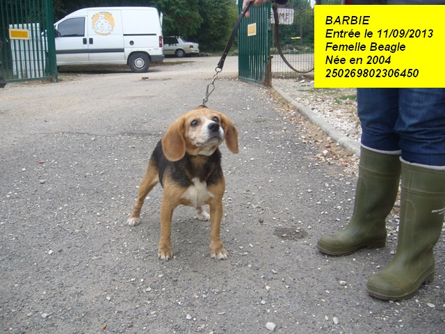 BARBIE Beagle 250269802306450 Barbie10