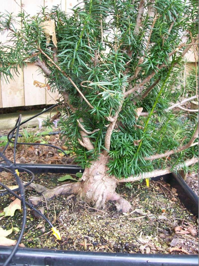 Progression series #2 – 10 Taxus bushes collected from a hedge 100_5323