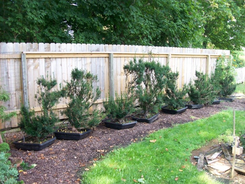 Progression series #2 – 10 Taxus bushes collected from a hedge 100_5413