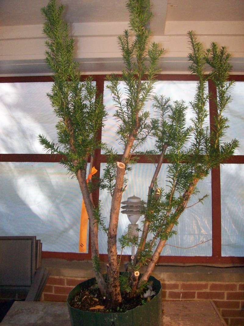 Progression - Taxus #5 & #6 Collected from a Hedge, Combined on Slab Taxus_17