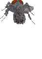 blague juive Insect10