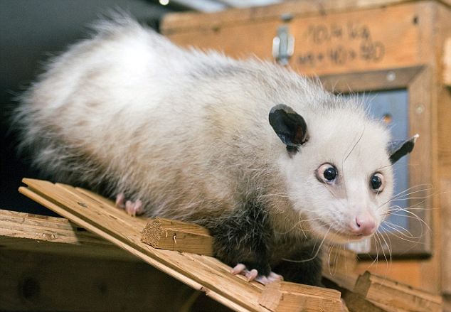 Germany's cross-eyed opossum to pick Oscar winners Articl10